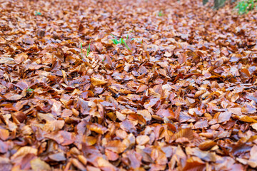Thick carpet of leaves in the woods in autumn