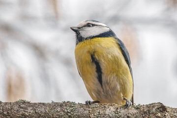 Blaumeise Porträt