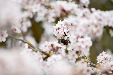 Branch of a cherry tree with cherry blossoms in spring