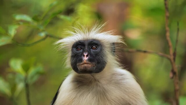 Zanzibar red colobus monkey cautiously staring at camera. Funny scene of primate encountering tourists in african forest. Beautiful shot of exotic monkey in wild. Concept of wildlife, nature.