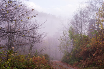 Picturesque landscape of Mountain pathway covered with fallen leaves on a misty autumn day