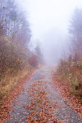 Mountain pathway covered with fallen leaves on a misty autumn day