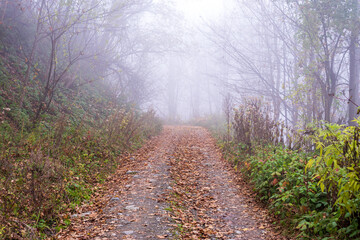 Fototapeta na wymiar Mountain pathway covered with fallen leaves on a hazy autumn day