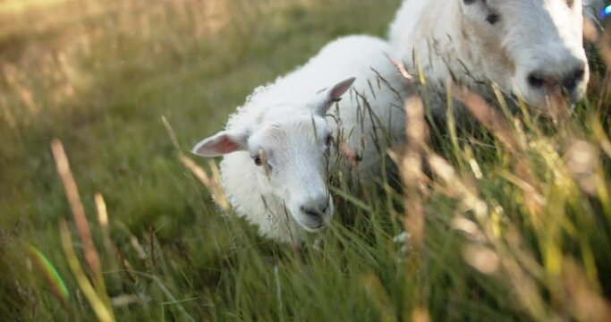 Little lamb and its mother sheep grazing Iceland grass