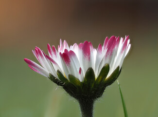 Gänseblümchen (Bellis perennis) © Lothar Lenz