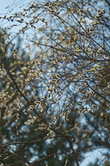 Pussy willow tree branches with flowers close up against blue sky background 