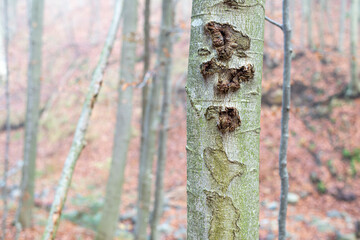 Close-up of a young tree trunk in a mountain forest in fall