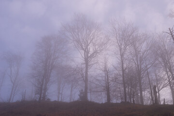 Dramatic scene of high bare trees on a misty autumn day