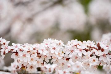 Branch of a cherry tree with cherry blossoms in spring