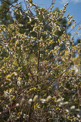 Blooming branches of pussy willow close-up in sunlight in spring.