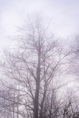 Bare tree top on a misty autumn day