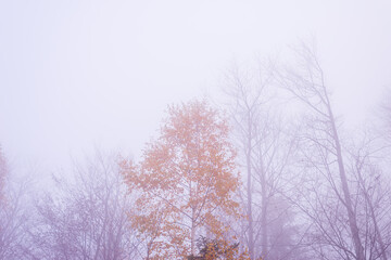 Tree top with dry leaves among bare trees on a misty autumn day shot from under