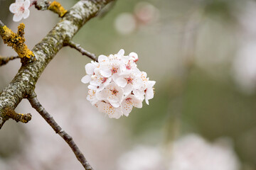 Branch of a cherry tree with cherry blossoms in spring