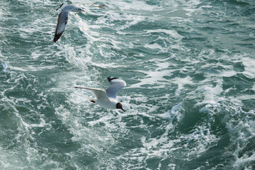 Obraz premium seagull birds flying in the sea. Blue sea and flying seagull. seagull in the sea. A seagull flying in the sea.