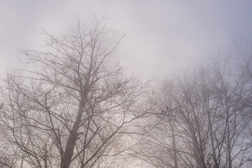 Bare tree branches on a misty autumn day