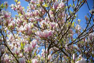 blooming magnolia tree in spring © Agnieszka