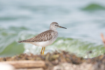 A lesser yellow legs foraging on a sandy beach on a bright sunny day 