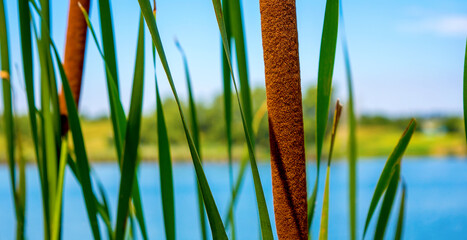 Photo of reed mace near beautiful blue lake