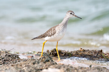 A lesser yellow legs foraging on a sandy beach on a bright sunny day 