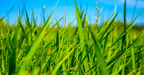 Obraz premium Photo of green grass at summer day on a blue sky background