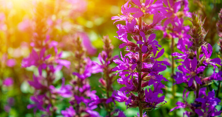 Naklejka na ściany i meble Photo of a violet beautiful flowers at summer with sun