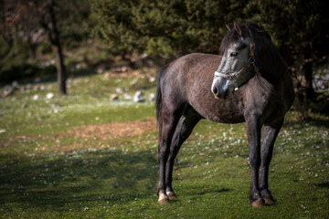 Obraz premium Sad horse. Grey horse goes in the field at summer day. Equine graze beside the forest and mountains. Sad nag stands on the countryside.