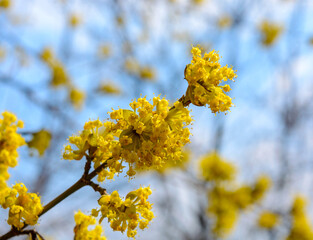Photo of blooming yellow twig dogwood in garden in spring