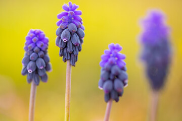 Cuatro (4) Nazarenos (Muscari neglectum)