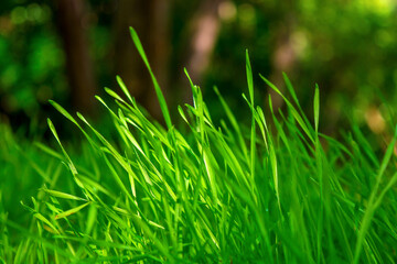 Photo of green grass on the trees background