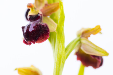 Orqu&iacute;dea abejera de la Pasi&oacute;n (ophrys passionis) sobre fondo blanco