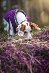 Istrianer kurzhaarige Bracke in violettem Mantel schnüffelt in violettem Heidekraut