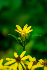 Photo of yellow wild flower in Carpathian mountains