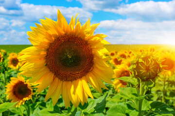Fototapeta premium Photo of sunflower field with sky and clouds at summer