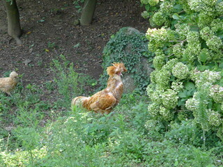 Gallina Padovana