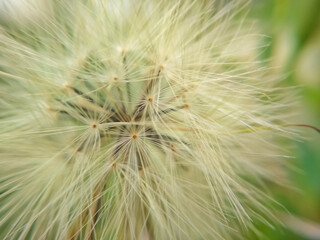 close up of a grass