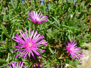 Fiore di campo magenta