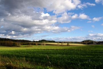 Field and blue sky. Landscape with Green grass, yellow wheat, and blue sky. Countryside landscape with field, trees, and sky. Cloudy sky over a green field on a hill with trees in background