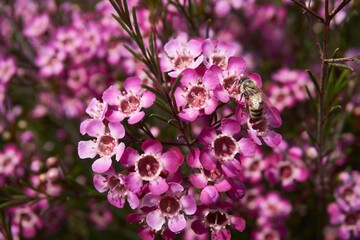 mirt flower with bee