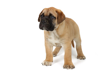 Bullmastiff puppy isolated on white