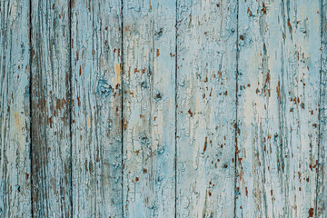 Fototapeta premium Aged Natural Old Gray And Blue Colors Obsolete Wooden Board Background. Grungy Vintage Wooden Surface. Painted Obsolete Weathered Texture Of Fence.