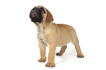 Obraz premium Bullmastiff puppy isolated on white
