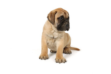 Bullmastiff puppy isolated on white