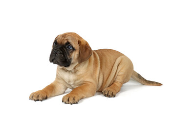 Bullmastiff puppy isolated on white