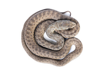 young Montpellier snake (Malpolon monspessulanus) in white background