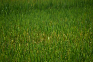 Paddy Fields in India Rice. Mainly used in India