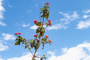 Lantana camara sanguinea, Verbenaceae family. It's a Mediterranean garden plant highly appreciated...
