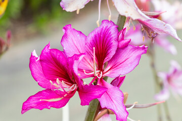 Bauhinia purpurea or variegata. Bauhinia is a large genus of flowering plants in the subfamily Cercidoideae and tribe Bauhinieae, in the large flowering plant family Fabaceae
