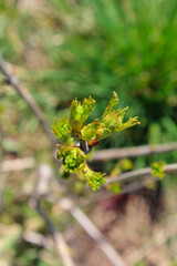 CloseUp Frühlingsbeginn