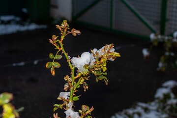 Fresh shoots of a rose covered with snow. Early morning after unexpected night snowfall in April