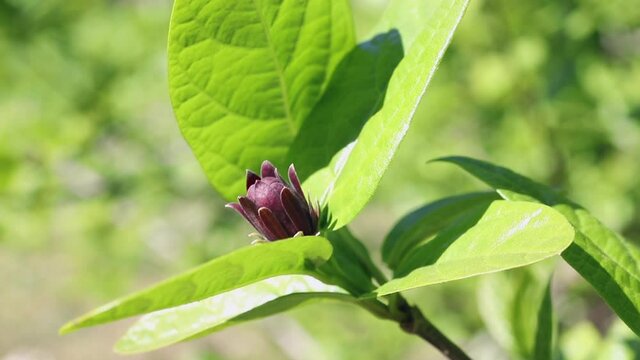 Red flower of eastern sweetshrub